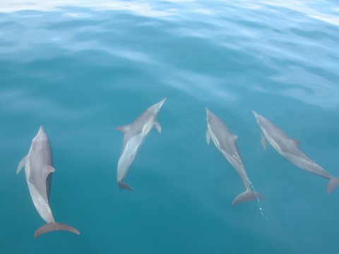 Dauphins devant les étraves du catamaran Tomneal en mer des Caraïbes